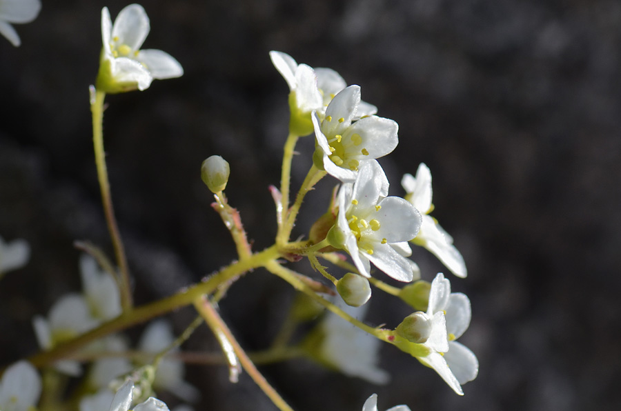 Saxifraga paniculata / Sassifraga alpina